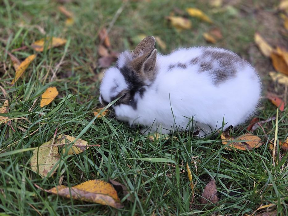Króliki miniaturki różne umaszczenia małe króliczki
