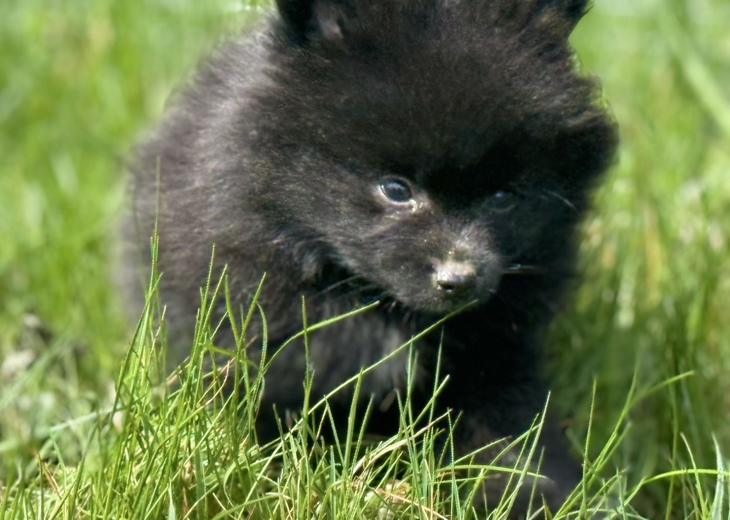 Pomeranian szpic miniaturowy szczeniak