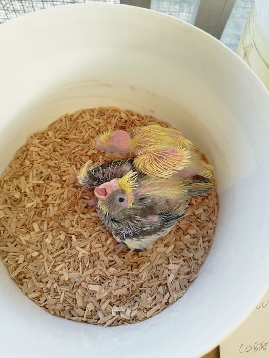 Caturra para criar á mão