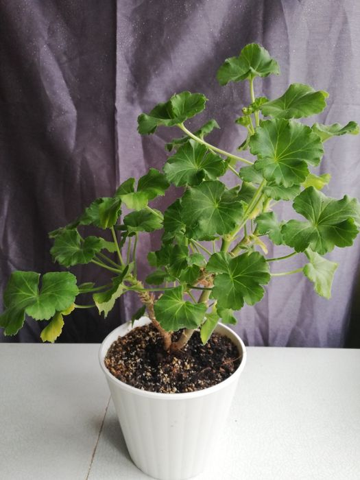 Кімнатні рослини