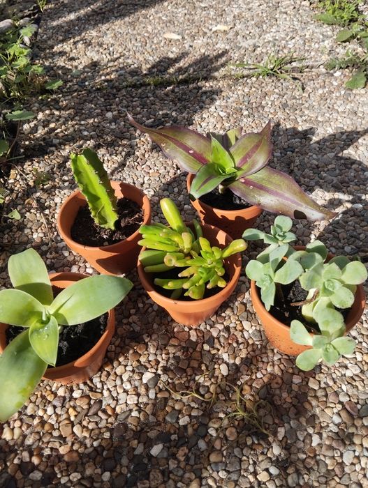 Suculentas  mini e outras plantas para ofertas