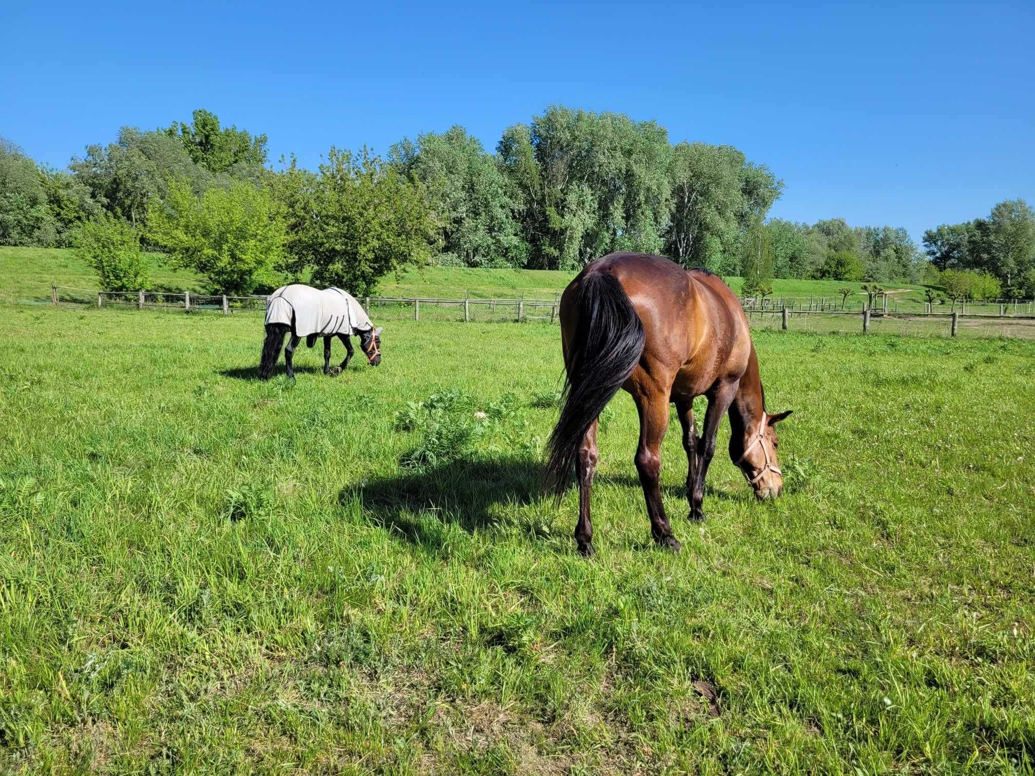 Ośrodek jeździecki, stajnia