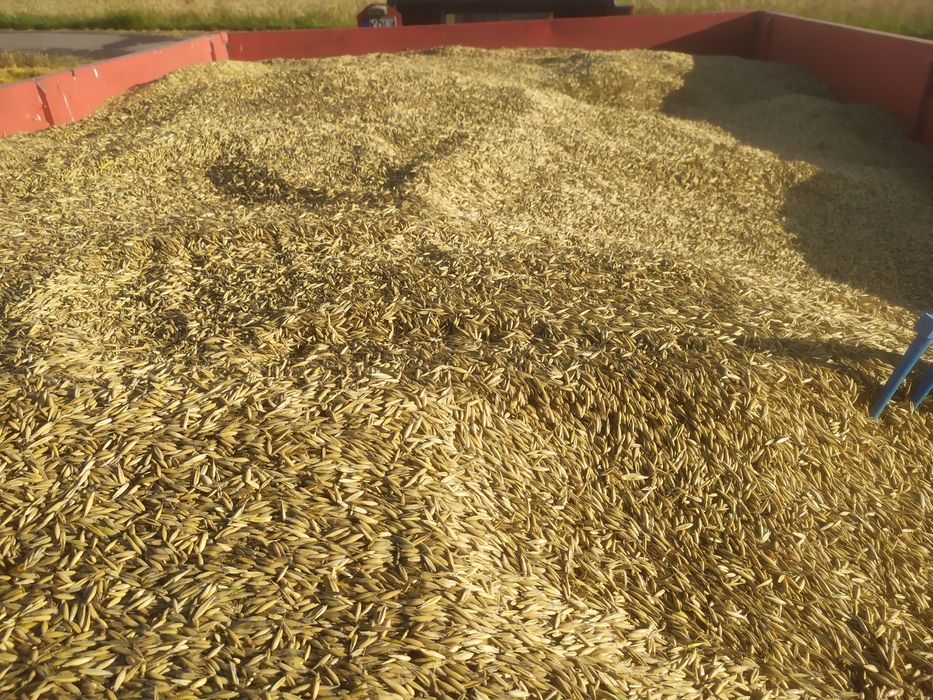 Wyka, Żyto, Owies - mieszanka idealna na poplon lub pasze dla zwierząt