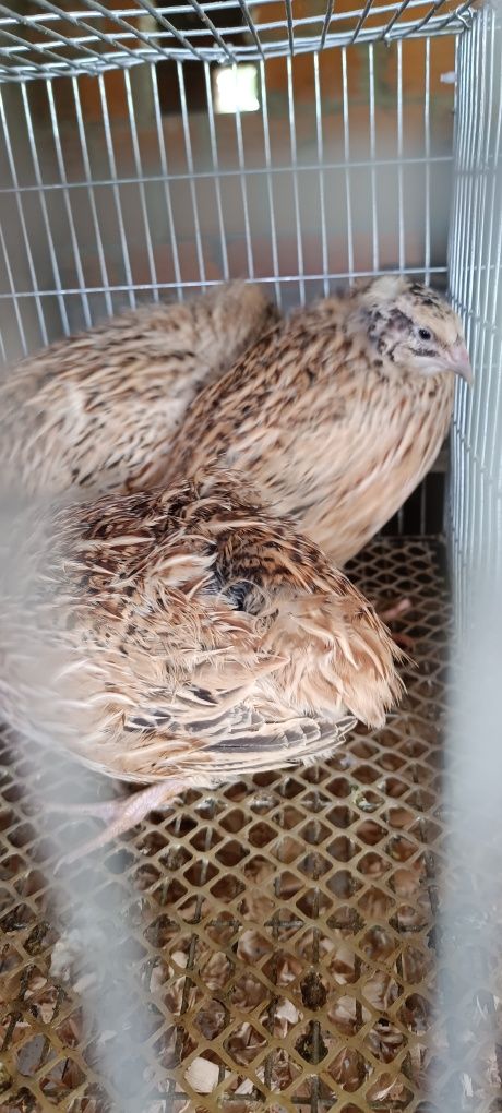 Aves e Ovos de codorniz para consumo e férteis.