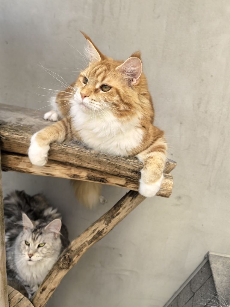 Catholini Maine Coon RUTKA ruda kotka