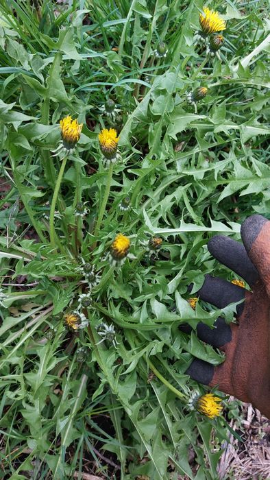 Сіно для кролика.гілочки плодових для сточування зубів.різнотрав'я.кор