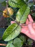 Hoya hoja sp. Tam Dao, cięty szczyt trzylistna, dwa baldachy.