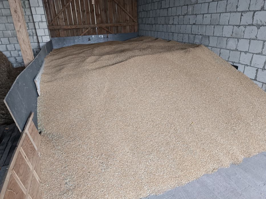 Pszenica ozima - Bilanz, rok po centrali