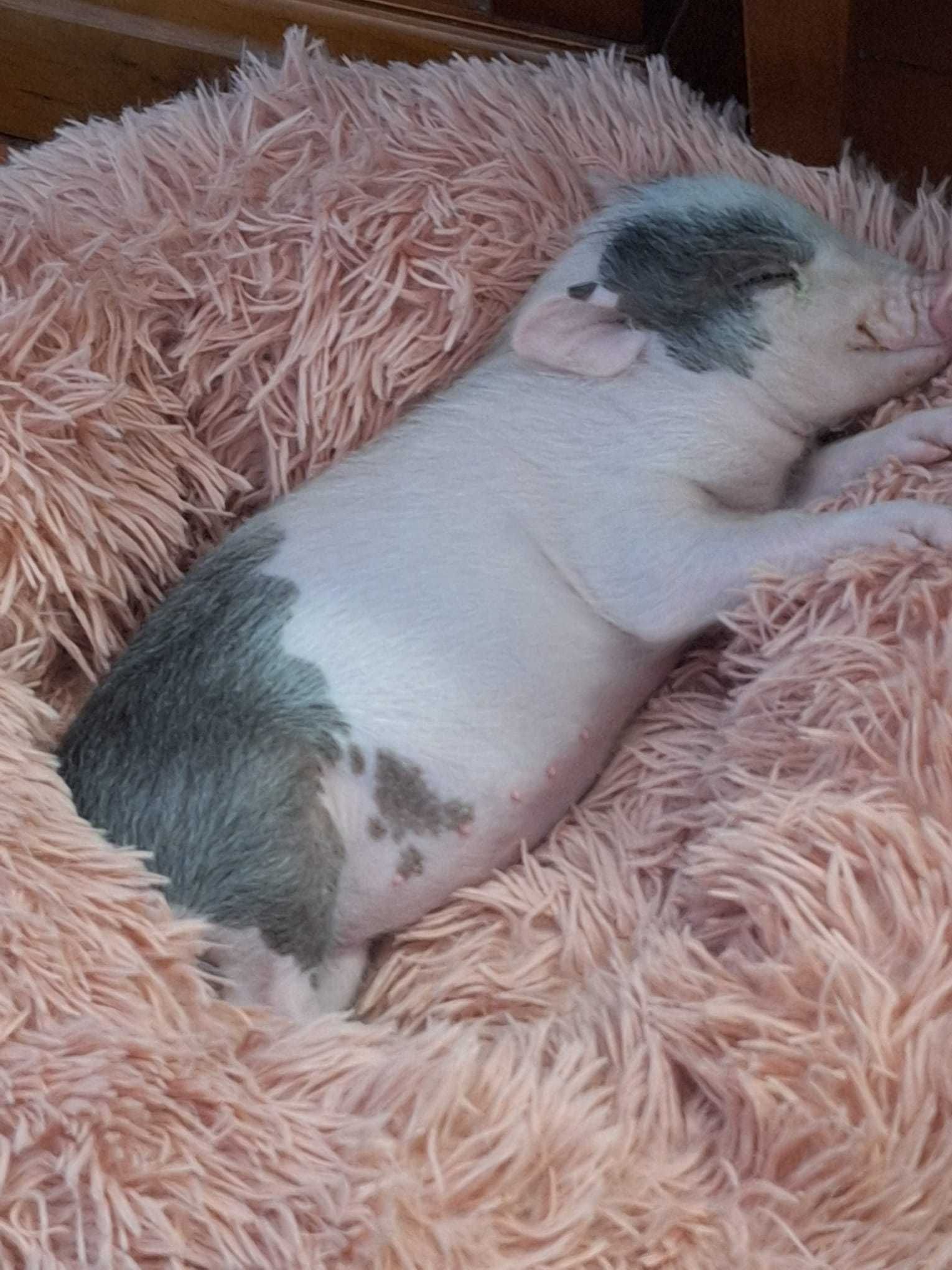 Vendo Mini pig amestrado