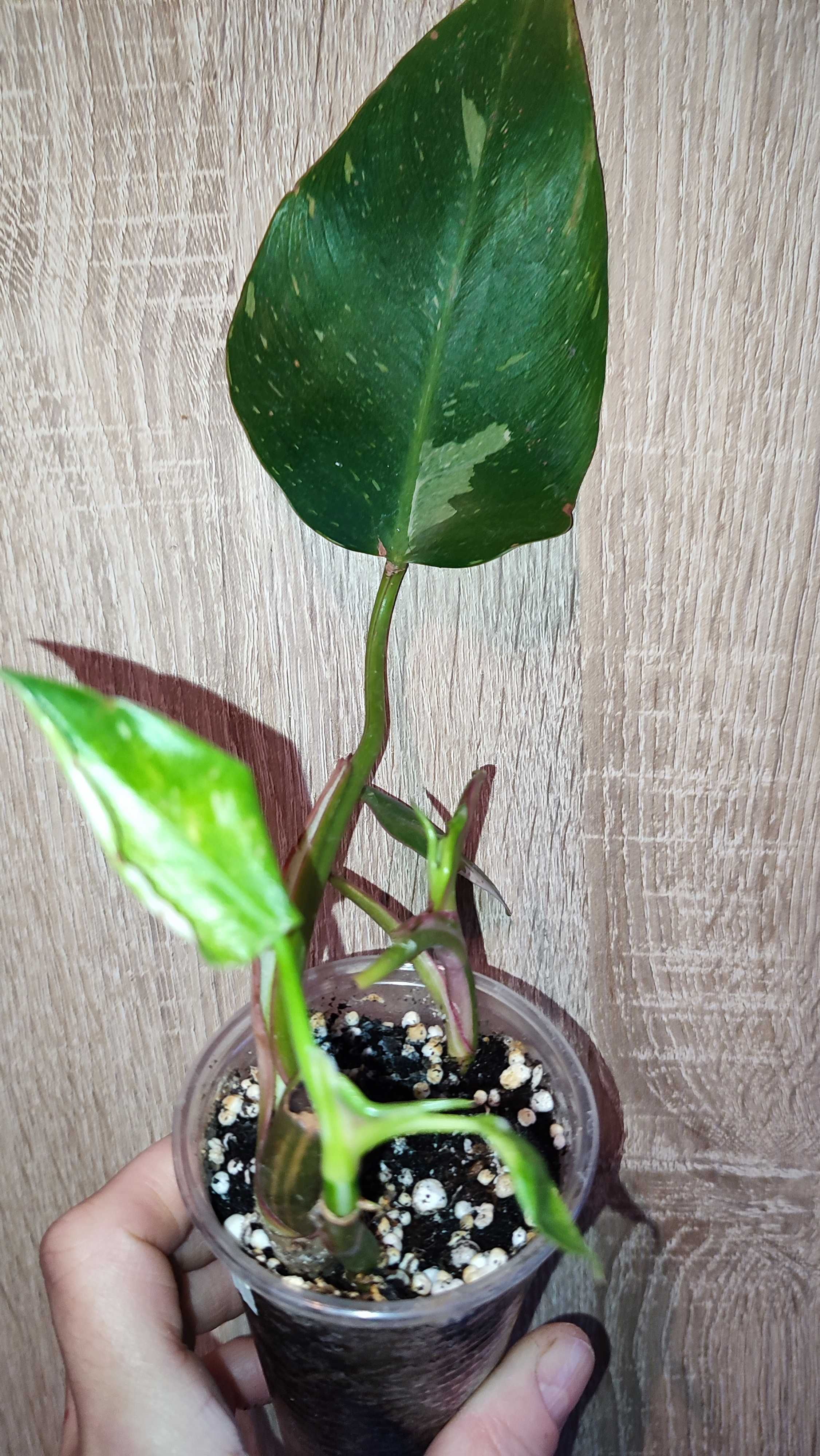 Filodendron Philodendron White Princess