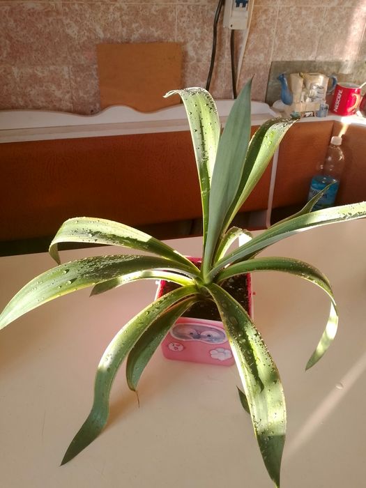 Агава intemensis