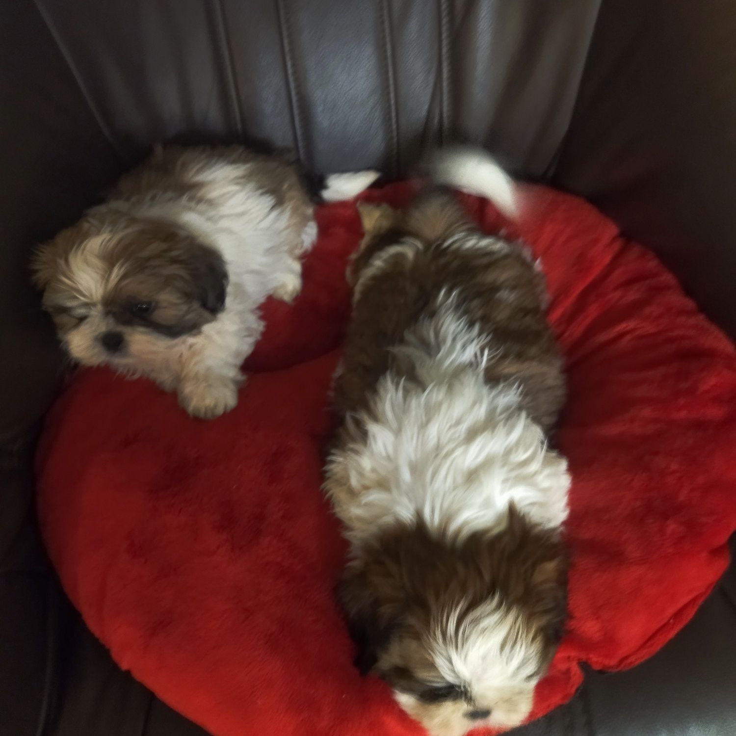 Shih tzu szczeniak