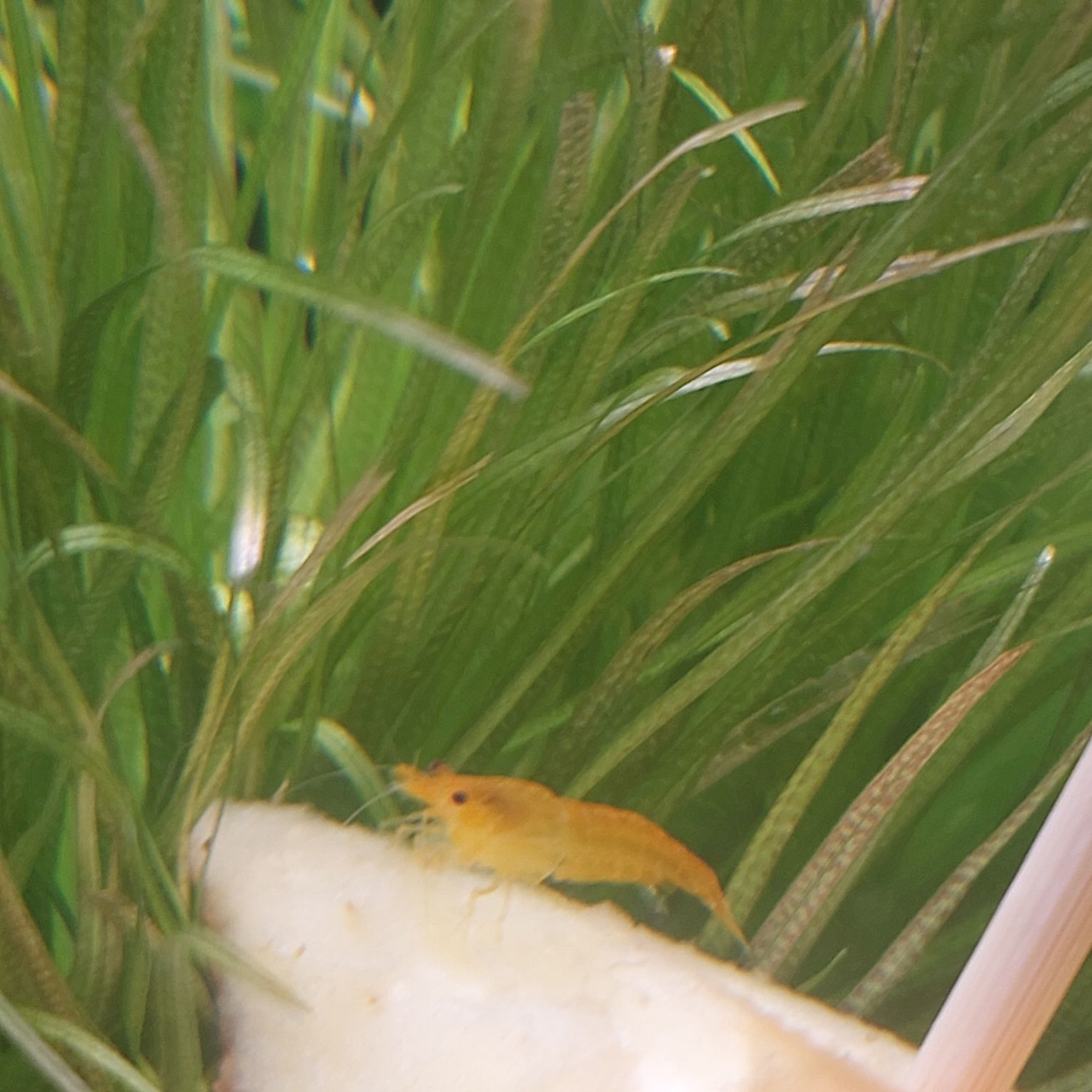 Krewetki neocaridina Orange