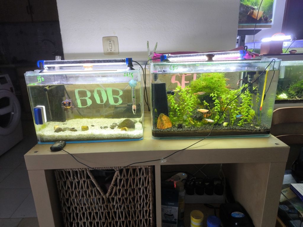 Aquários de peixes e neocaridinas completos.