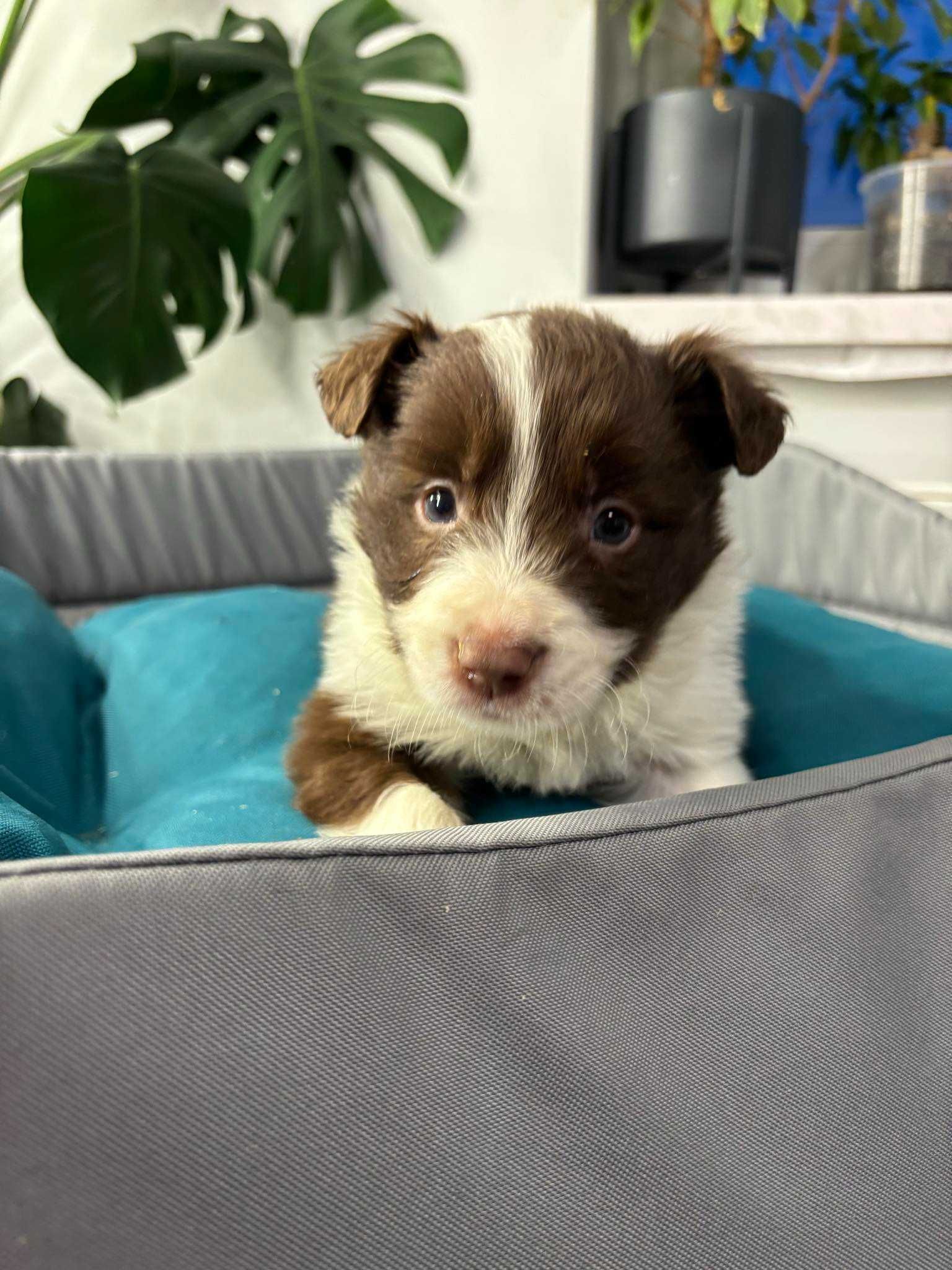 Szczeniak Border Collie FCI