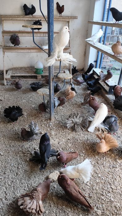 Sprzedam pawiki i garłacze śląskie cena od 50 zł