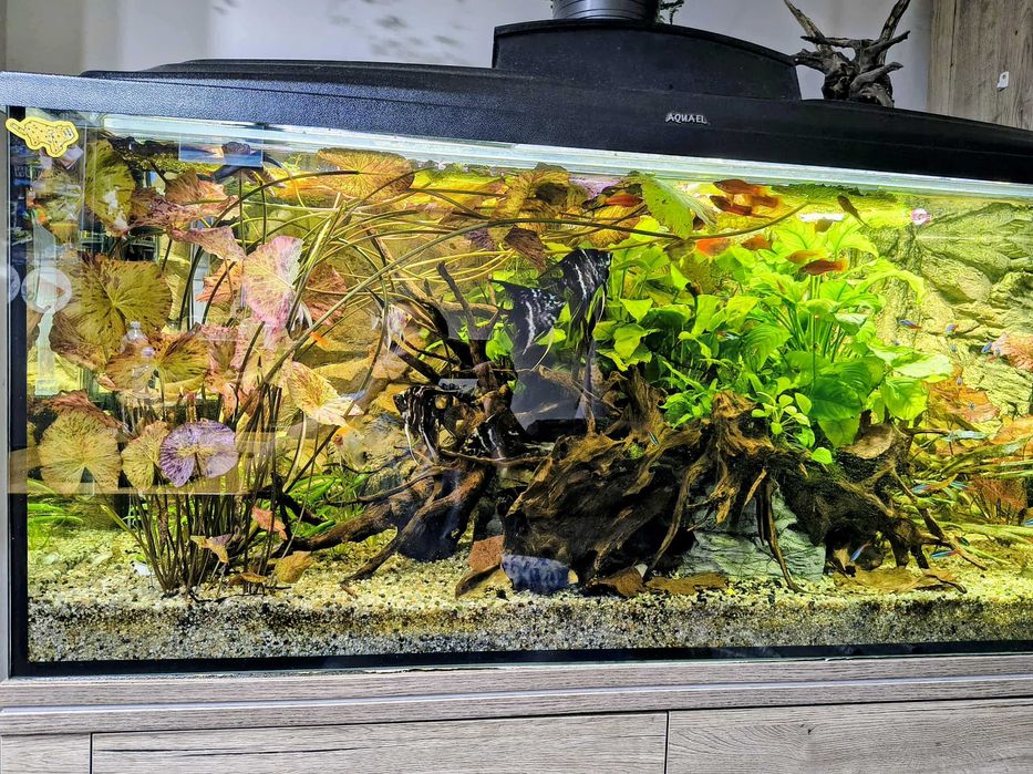 Lotos czerwony tygrysi