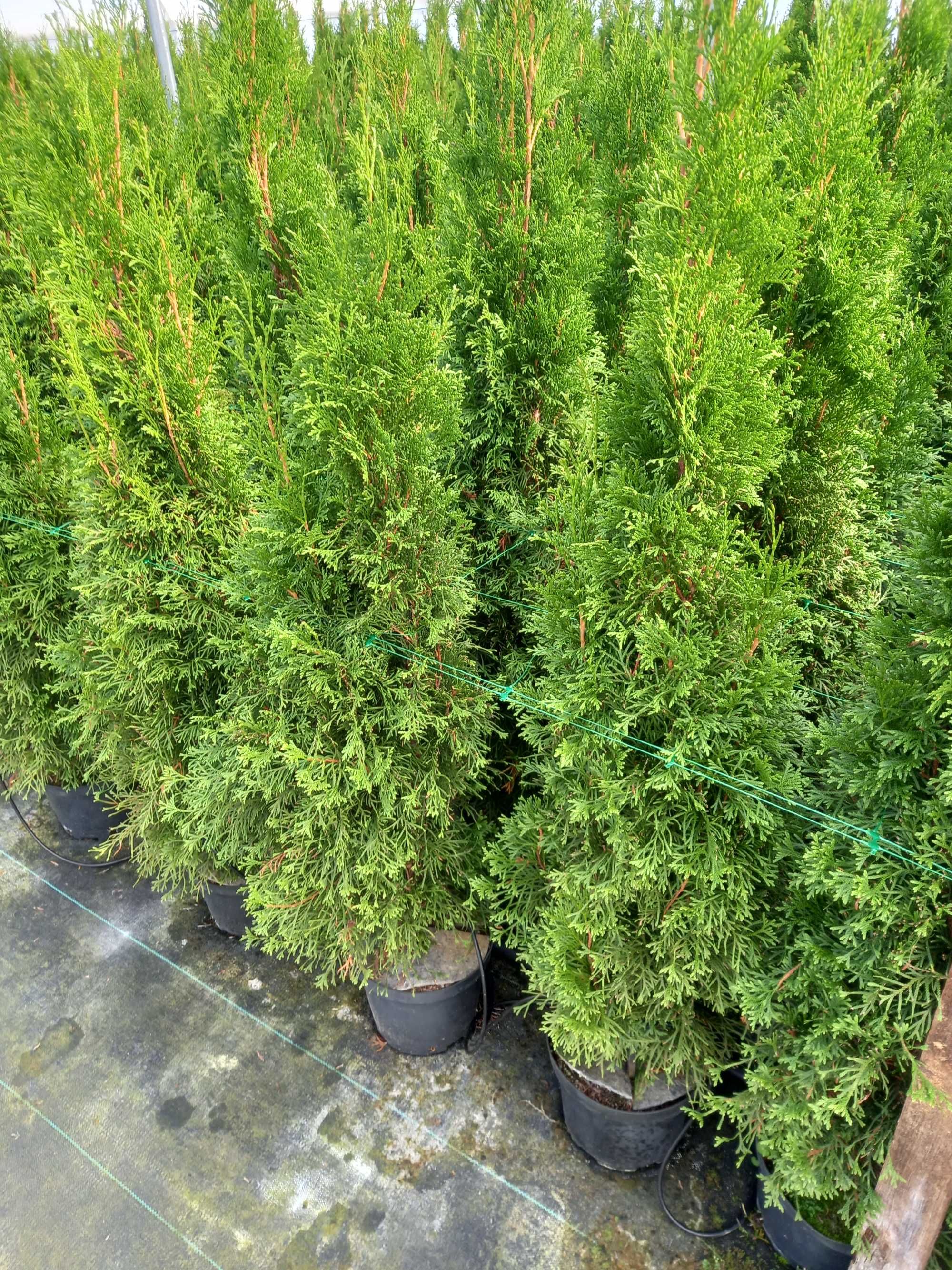 Tuje SZMARAGD (Thuja Smaragd) 80-100 cm PRODUCENT, Tuja. RADOM