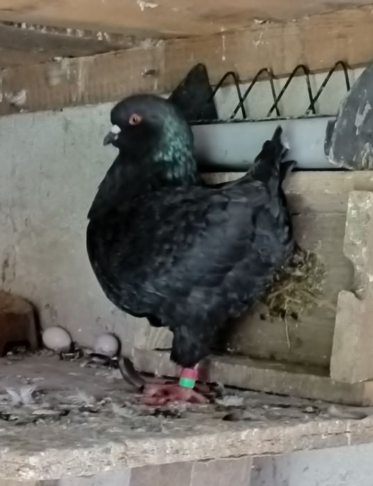 Gołębie Kingi sprzedam