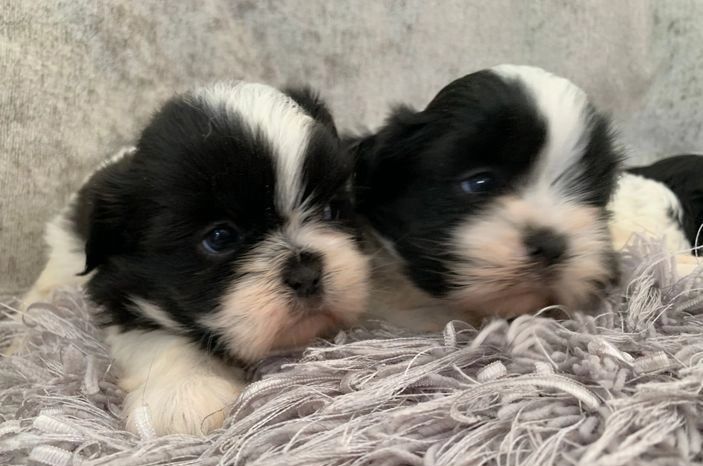 Shih tzu MINI biało czarnae  odbiór od zaraz Paszport