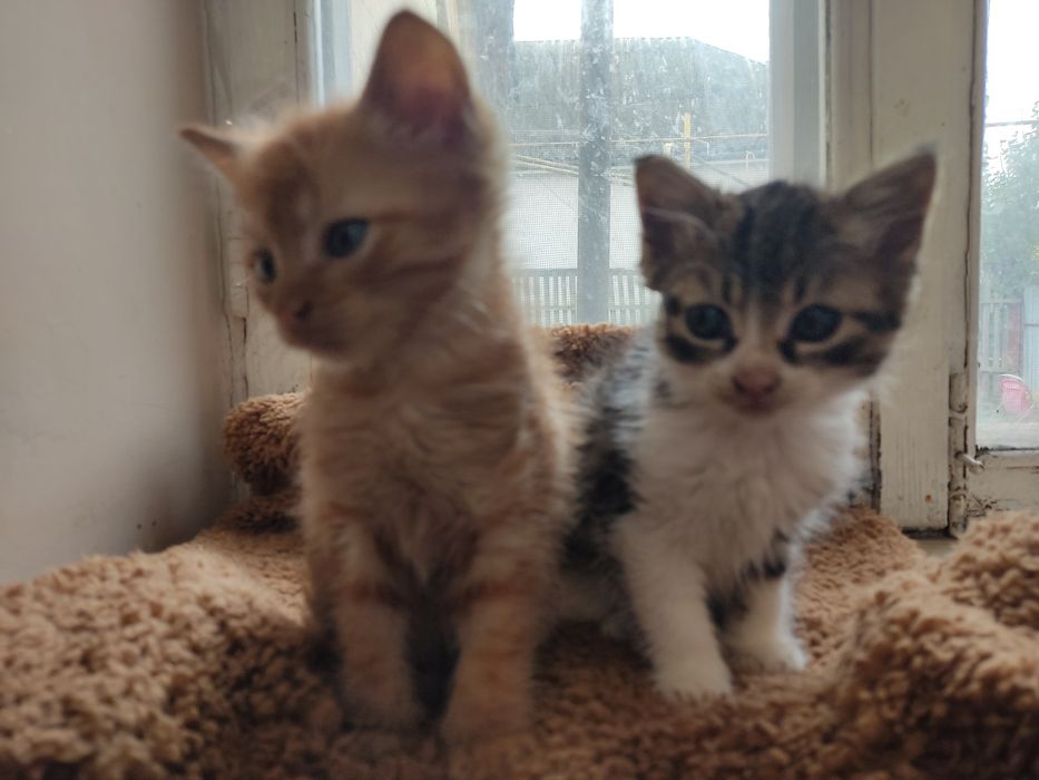 Віддам в добрі руки двох красенів