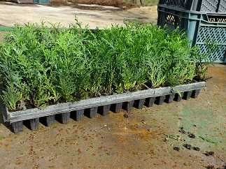 tuja szmaragd, danica gold, danica, hoseri, europe gold