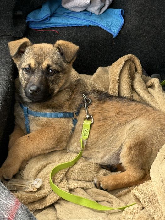 Віддам в добрі руки безкоштовно