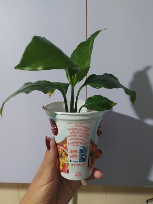 Продам спатифілум