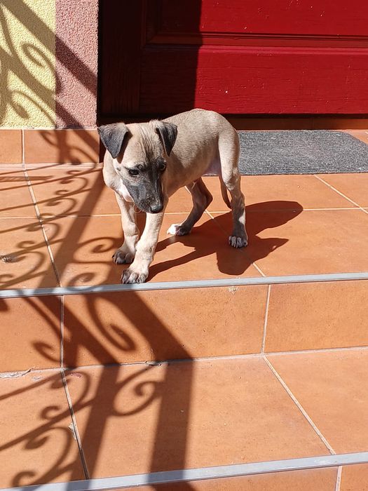 Chart Angielski Whippet śliczny piesek