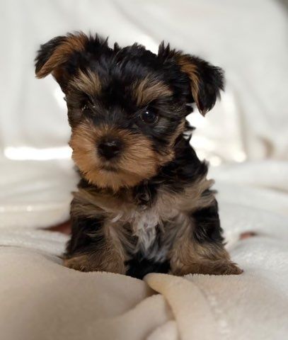 Yorkshire terrier