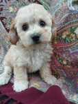 Suczka dziewczynka maltipoo f1b ( maltańczyk pudel ) GOTOWA DO ODBIORU