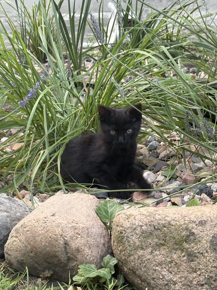 Kociaki do adopcji szukają domu