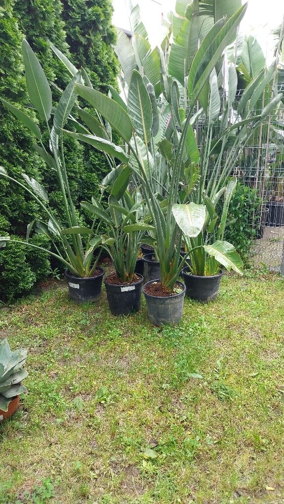 Strelitzia Reginae 150 cm - egzotyczna roslina doniczkowa  wysylka!