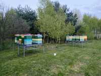 Odkłady pszczele 2023 pszczoły roje