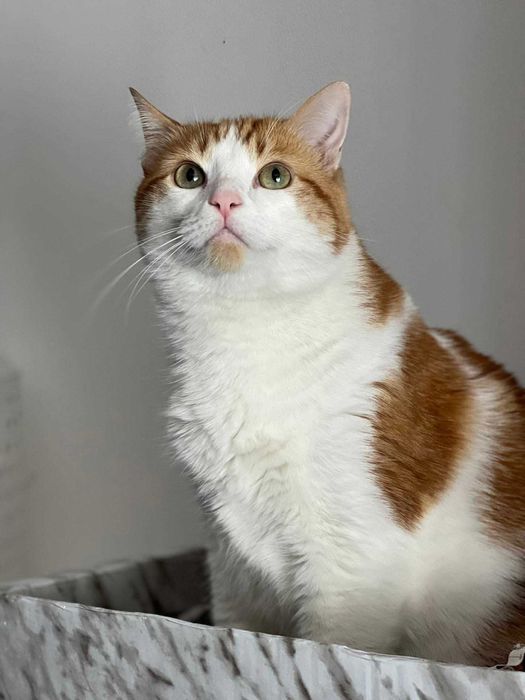 Gato "thor" precisa de ser adofado...preciso de miminhos!