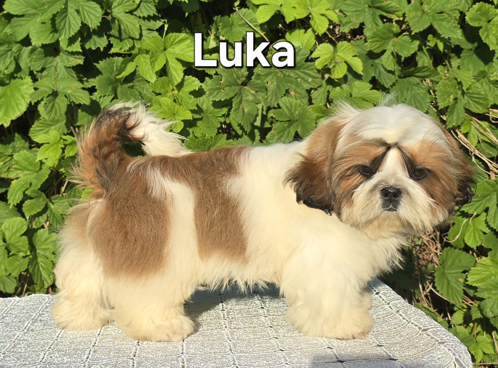 Piesek Shih tzu ZKWP