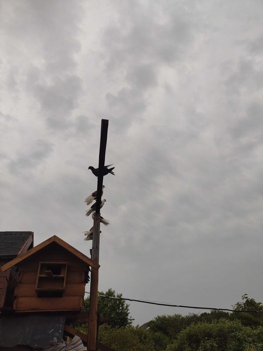 Gołębnik 2szt.maly 220 duzy 320zl.500 za kaplet parownik gratis okazja