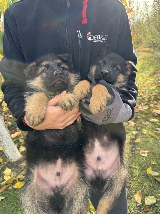 Продам щенки німецької вівчарки