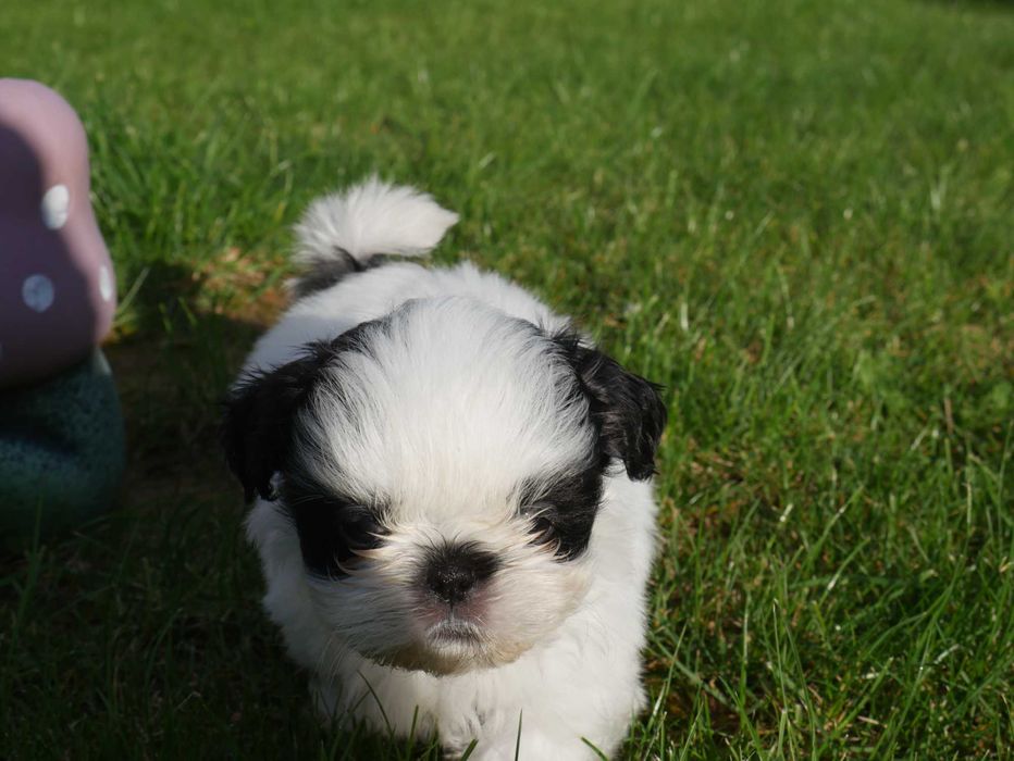 SHIH TZU - mini piesek