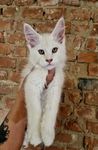 Maine Coon kocurek,  srebro - krem, opcja