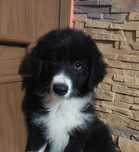Border Collie piękny piesek czarno-biały