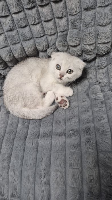Шотландский котёнок серебристая шиншилла вислоухий мальчик шиншила