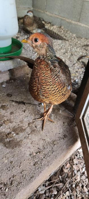 Faisão para venda