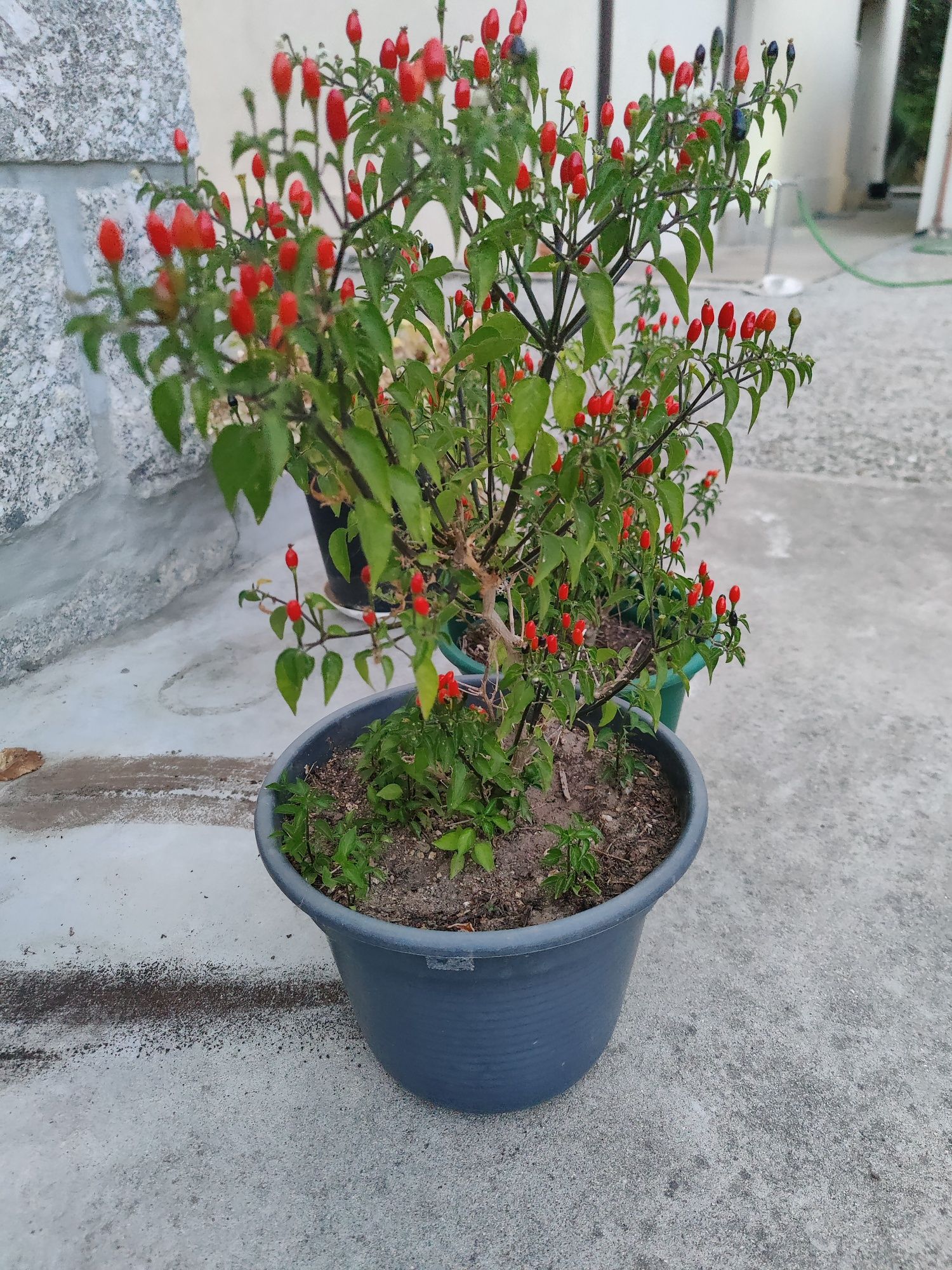 Bagas gindungo piri-piri biológico