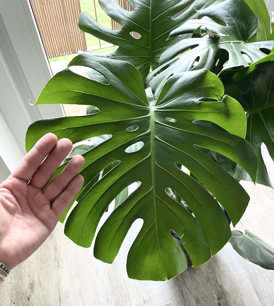 Monstera Deliciosa ( big form )