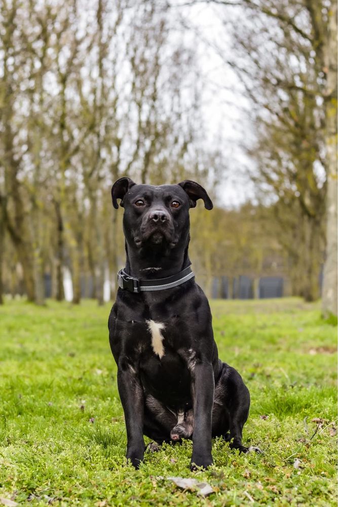 Scooby-pies w typie rasy czeka na stabilny i wyrozumialy dom-adopcja