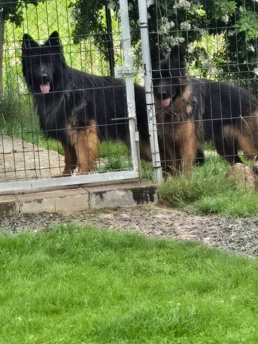 Witam sprzedam Suczke  Owczarek Niemiecki Dlugowlosy