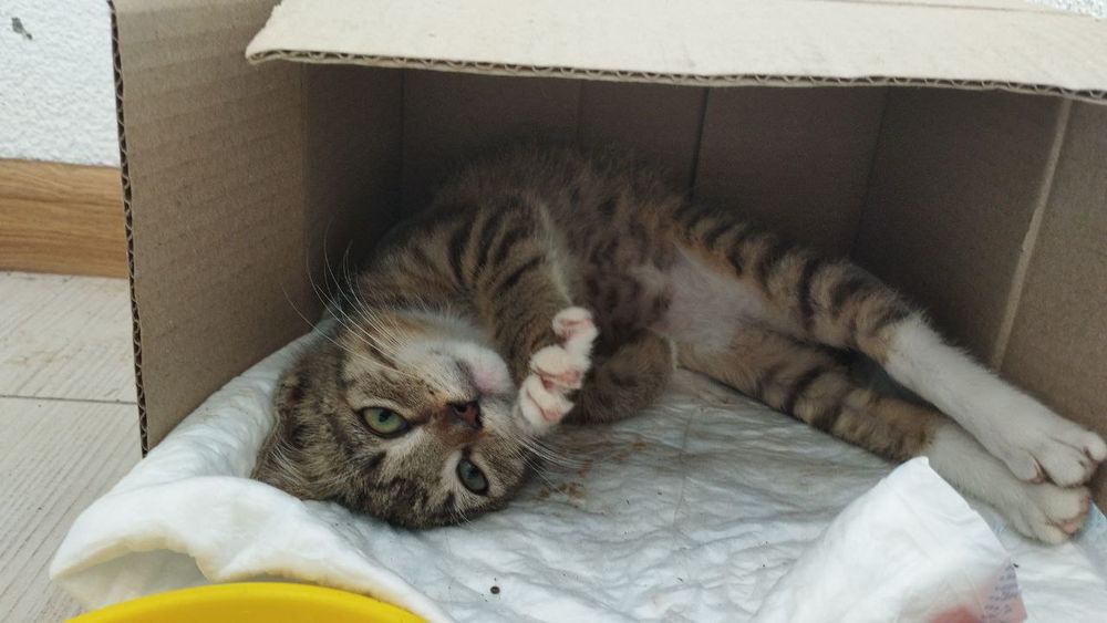 Віддам котика у добрі руки безкоштовно (Львів)