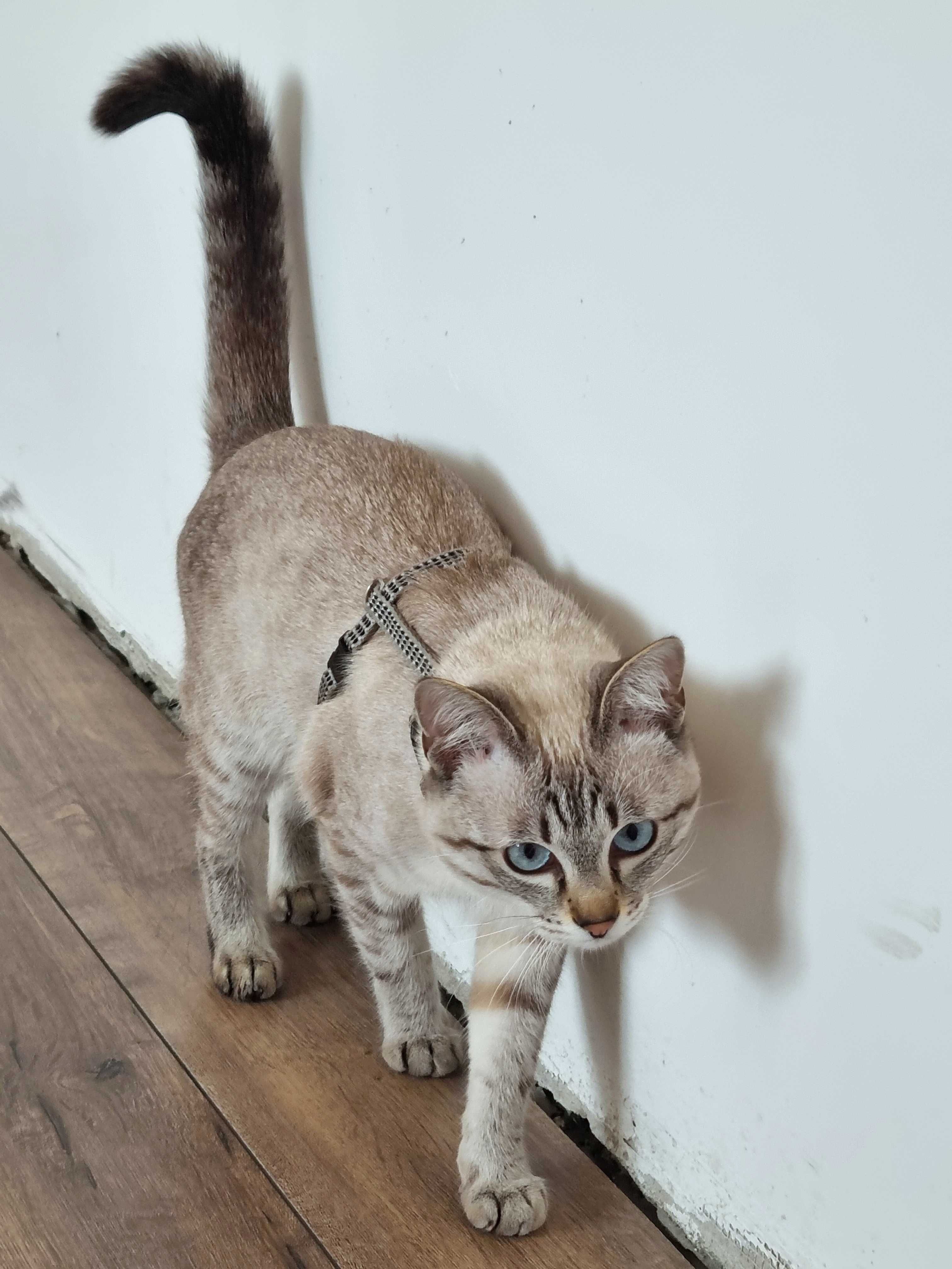 Тайский кот ищет кошку