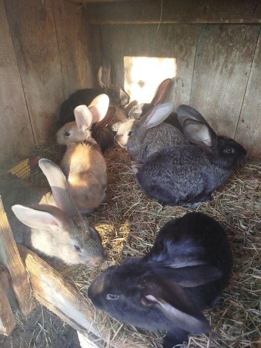 Króliki Olbrzym Belgijski